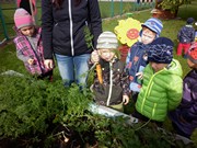 Sklízíme úrodu na školní zahrádce